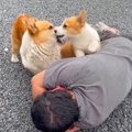 犬たちの前で『倒れ…