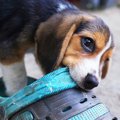 離してほしい！犬が…