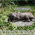 捨てられていた仔犬…
