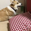 大好きなボールがソ…