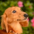 犬の避妊手術につい…