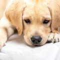 犬が『ミネラル不足…