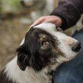 大型犬は悪者にされ…