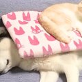 寝ている犬と猫の前…