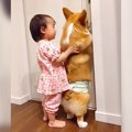 犬が飼い主を追いか…