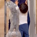 犬と子供がパパの帰…