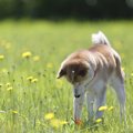 犬が下を向いている…