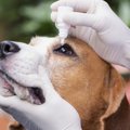 犬の眼の病気「ぶど…