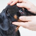 犬の白内障の「初期…