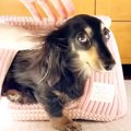 お散歩が大嫌いな小…