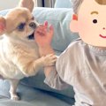 1歳の男の子に『遊ぼ…