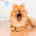 飼い主が勘違いしや…