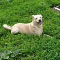 雑種犬が病気に強く…