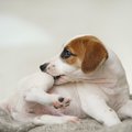 その問題行動、カイ…