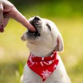 犬の『甘噛み』はど…