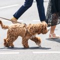 犬を絶対に散歩させ…
