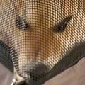 『歌舞伎役者…？』犬…