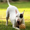 犬が見せる『超楽し…