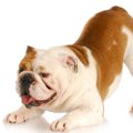 犬が『ポーズ』で表…