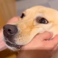 犬が飼い主に『説教…