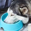 犬が氷食症になる原…