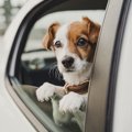 犬とのドライブを安…