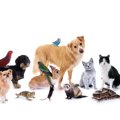 犬と相性の良い動物…