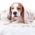 犬の『逆くしゃみ』…