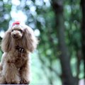 愛犬に音楽を聴かせ…