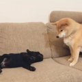 新入りフレブルと先…