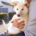 犬を『本当の息子の…