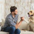 トレーニング中の犬…