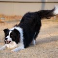犬がする『プレイバ…