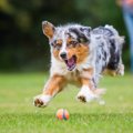 犬がはしゃぎすぎて…