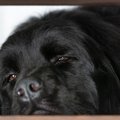 犬が『鬱』になって…