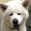 「燃え尽きたぜ、真…