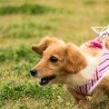 犬の散歩中の「引っ…