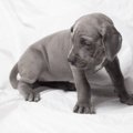 犬が『しっぽをだら…