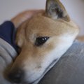 『独占欲が強い』犬…