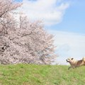 犬が出てくる日本の…