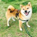 犬が楽しいと感じる…