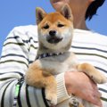 犬を抱っこしすぎる…