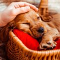 犬が寝ている時に触…