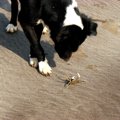 犬に『蟹』をあげて…