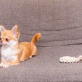 犬がおもちゃに興味…