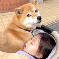 犬と4歳児が一緒にお…