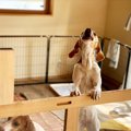 犬が『吠えている』…