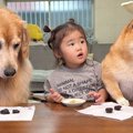 2歳の女の子と犬たち…