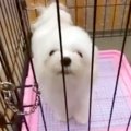 『売れ残った犬』を…