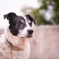 犬の『警戒中サイン…